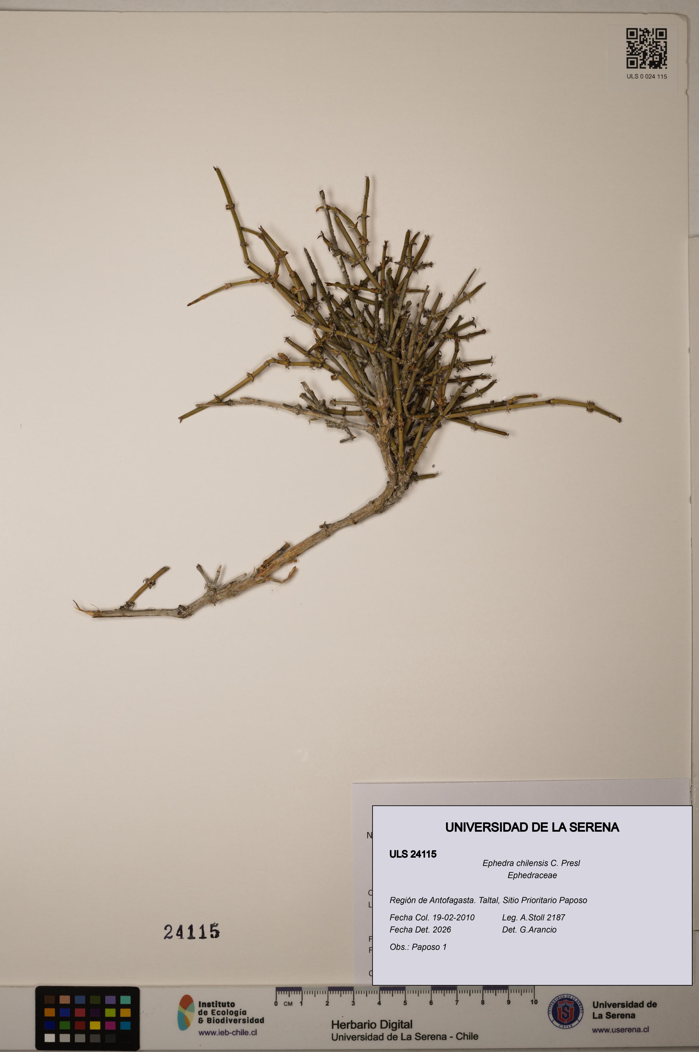 Ephedra chilensis [Espécimen: ]