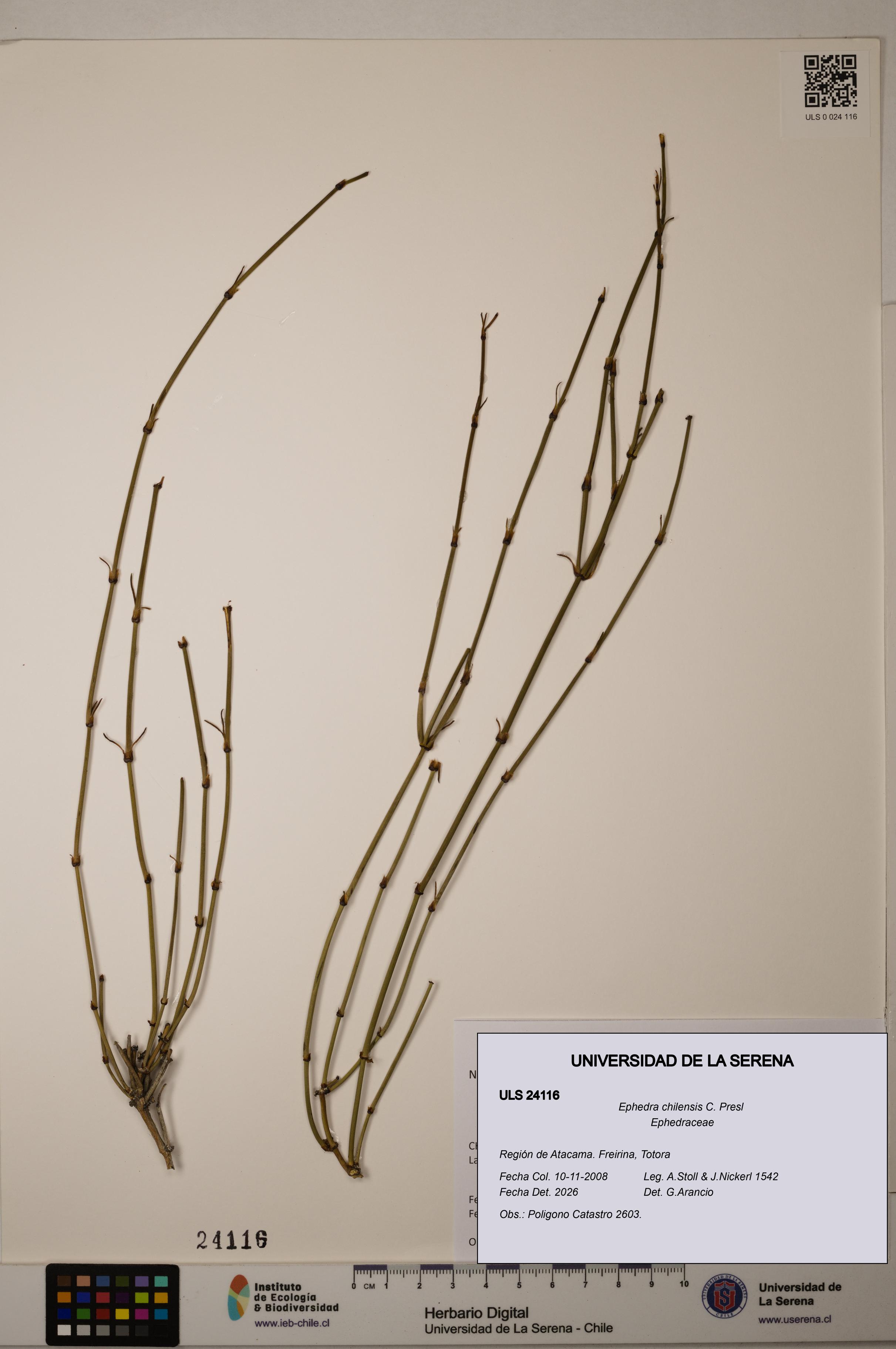 Ephedra chilensis [Espécimen: ]