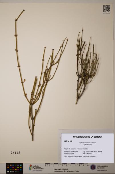 Ephedra chilensis [Espécimen: ]