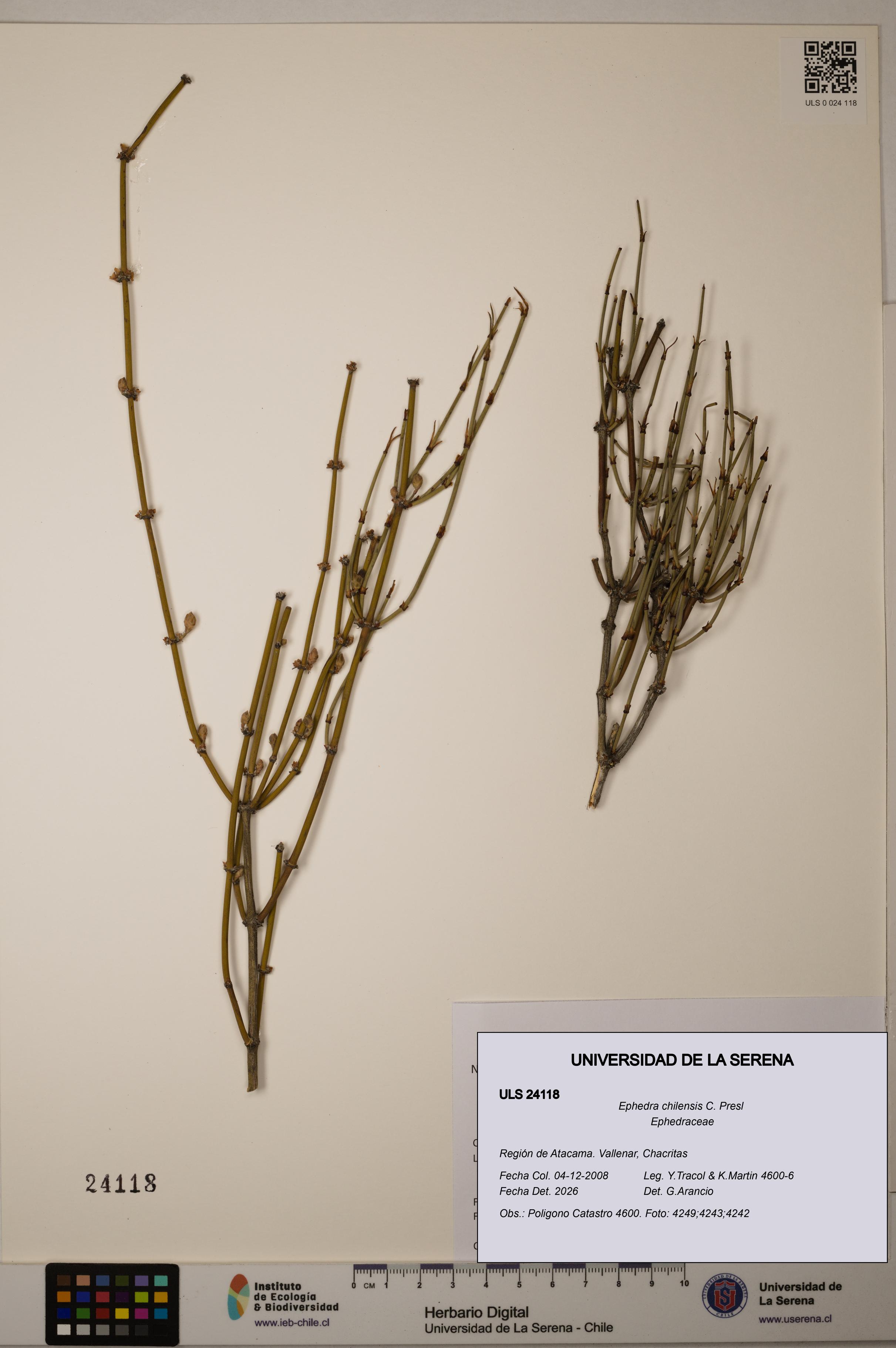 Ephedra chilensis [Espécimen: ]