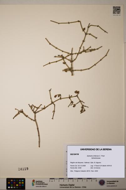 Ephedra chilensis [Espécimen: ]