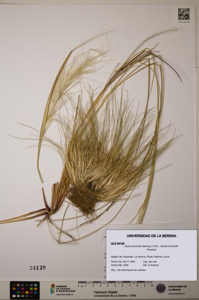 Jarava plumosa [Espécimen: ]