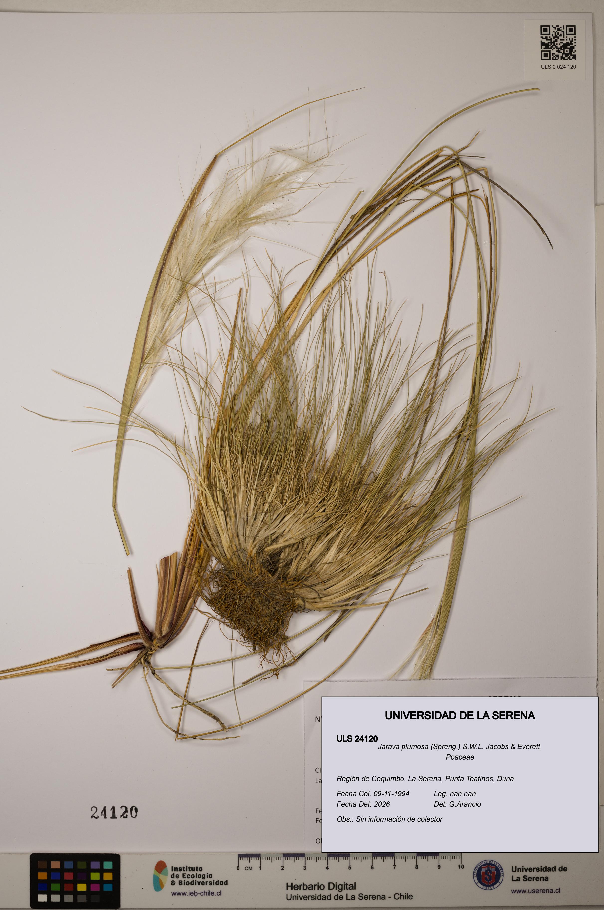 Jarava plumosa [Espécimen: ]