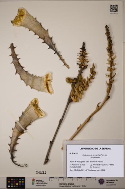 Deuterocohnia chrysantha [Espécimen: ULS:ULS:0024121]