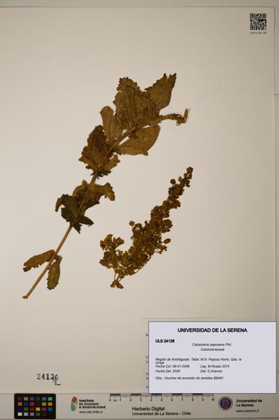 Calceolaria paposana [Espécimen: ULS:ULS:0024126]
