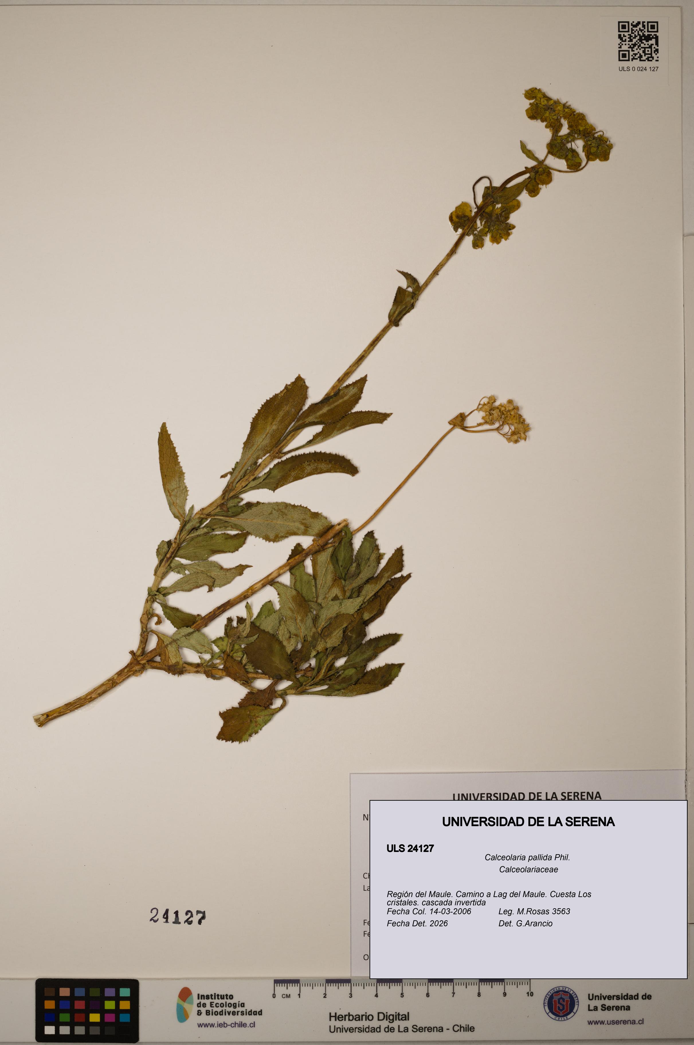 Calceolaria pallida [Espécimen: ULS:ULS:0024127]