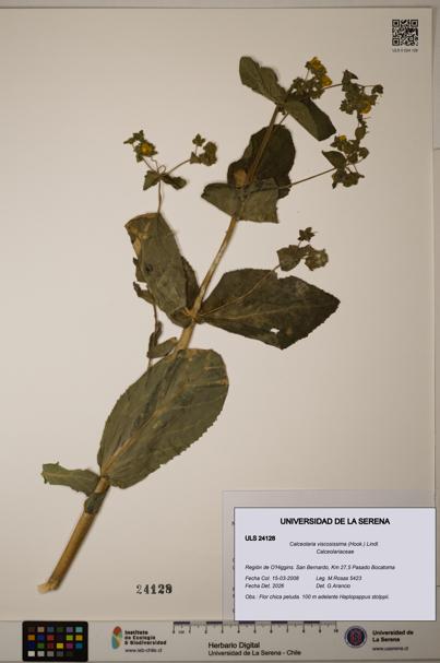 Calceolaria viscosissima [Espécimen: ULS:ULS:0024128]
