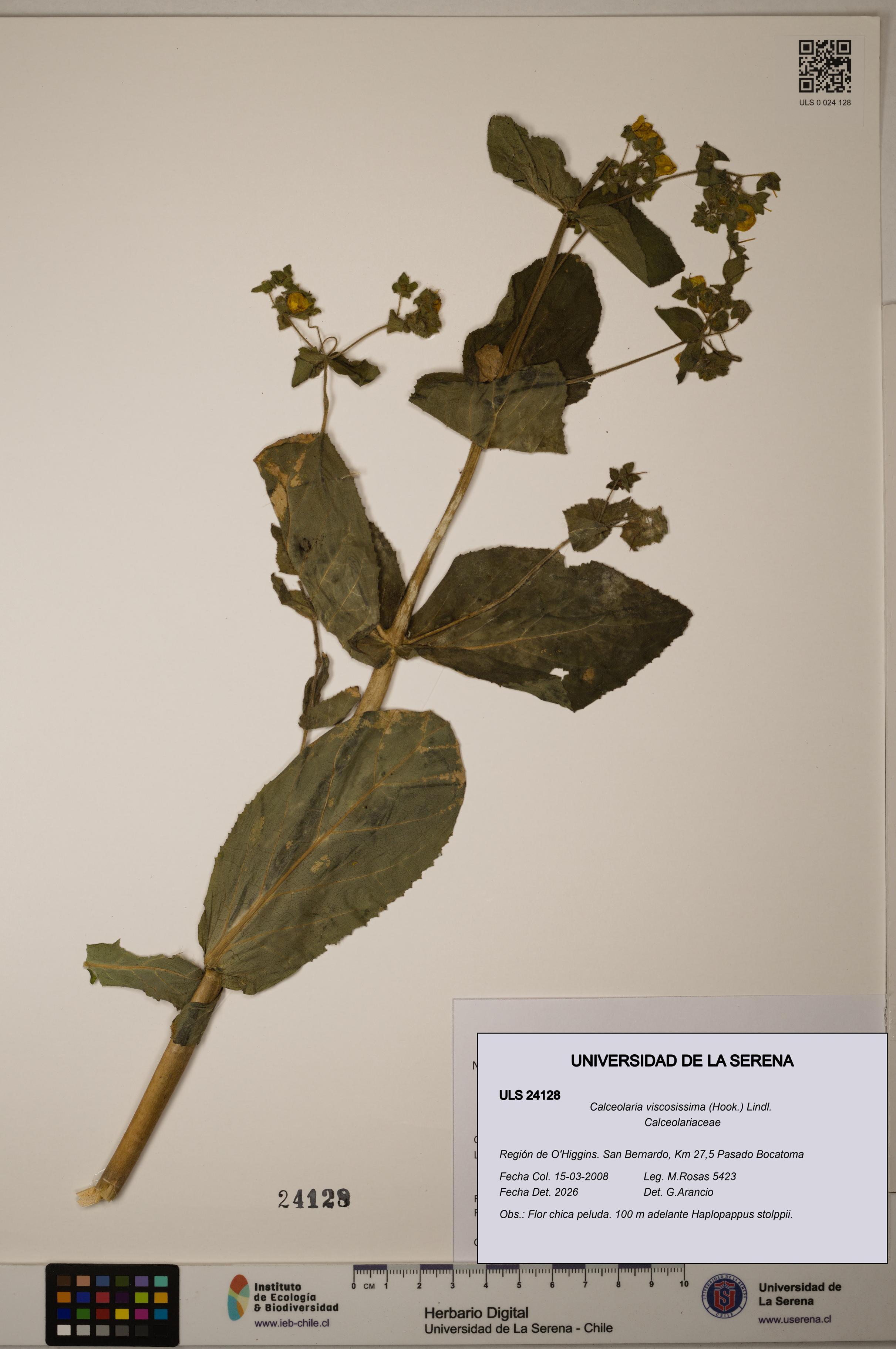 Calceolaria viscosissima [Espécimen: ULS:ULS:0024128]
