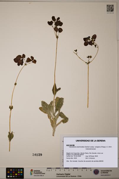 Calceolaria arachnoidea subsp. nubigena [Espécimen: ULS:ULS:0024129]