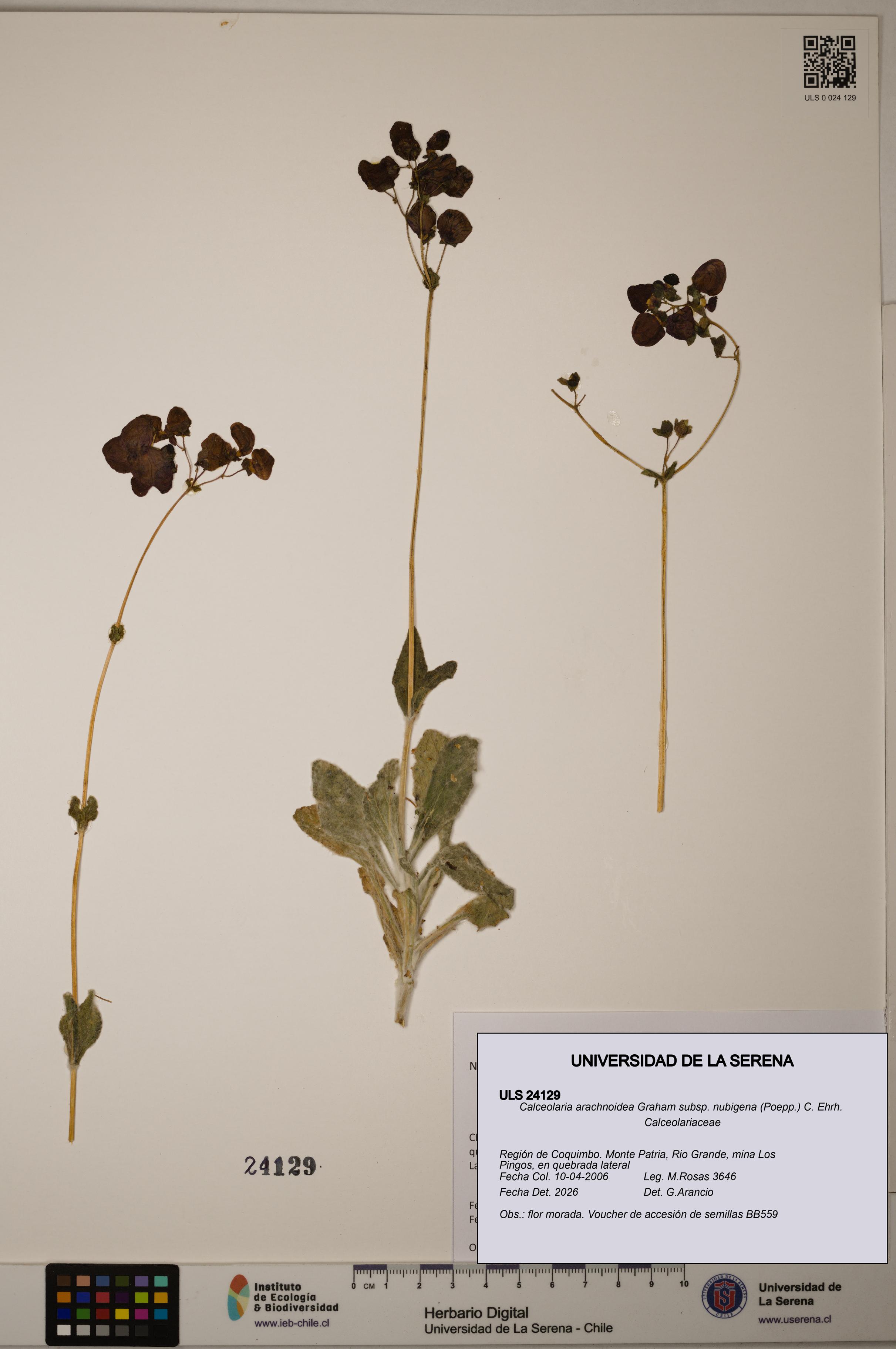 Calceolaria arachnoidea subsp. nubigena [Espécimen: ULS:ULS:0024129]