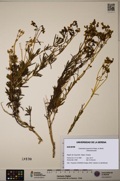 Calceolaria hypericina [Espécimen: ULS:ULS:0024130]