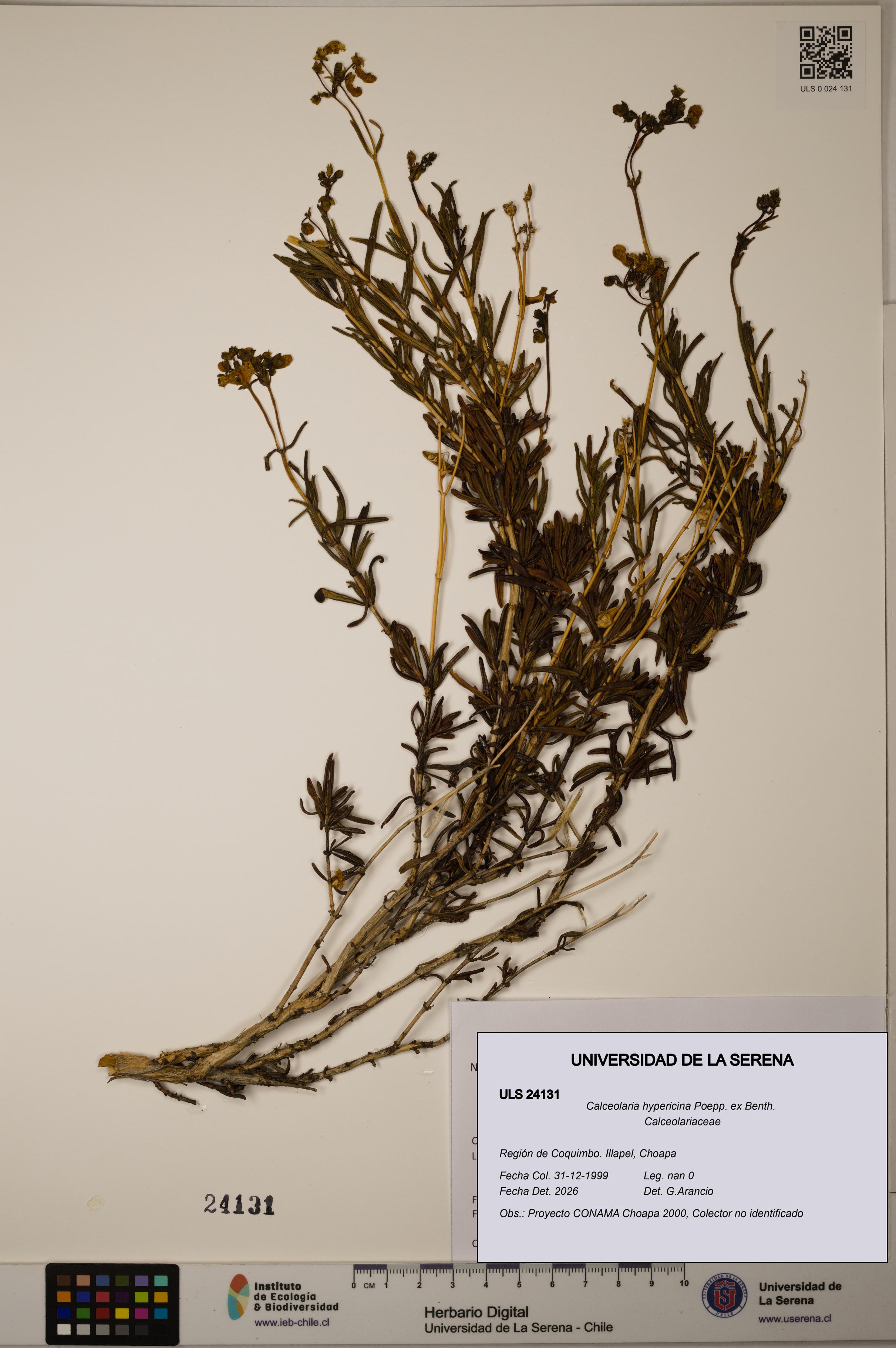 Calceolaria hypericina [Espécimen: ULS:ULS:0024131]