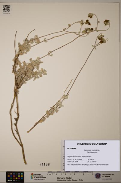 Calceolaria morisii [Espécimen: ULS:ULS:0024132]