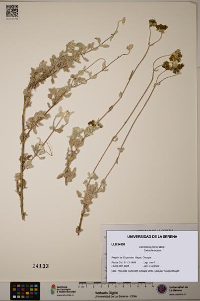 Calceolaria morisii [Espécimen: ULS:ULS:0024133]