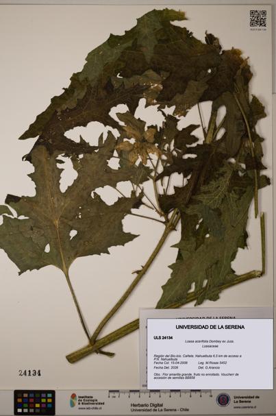 Loasa acerifolia [Espécimen: ULS:ULS:0024134]