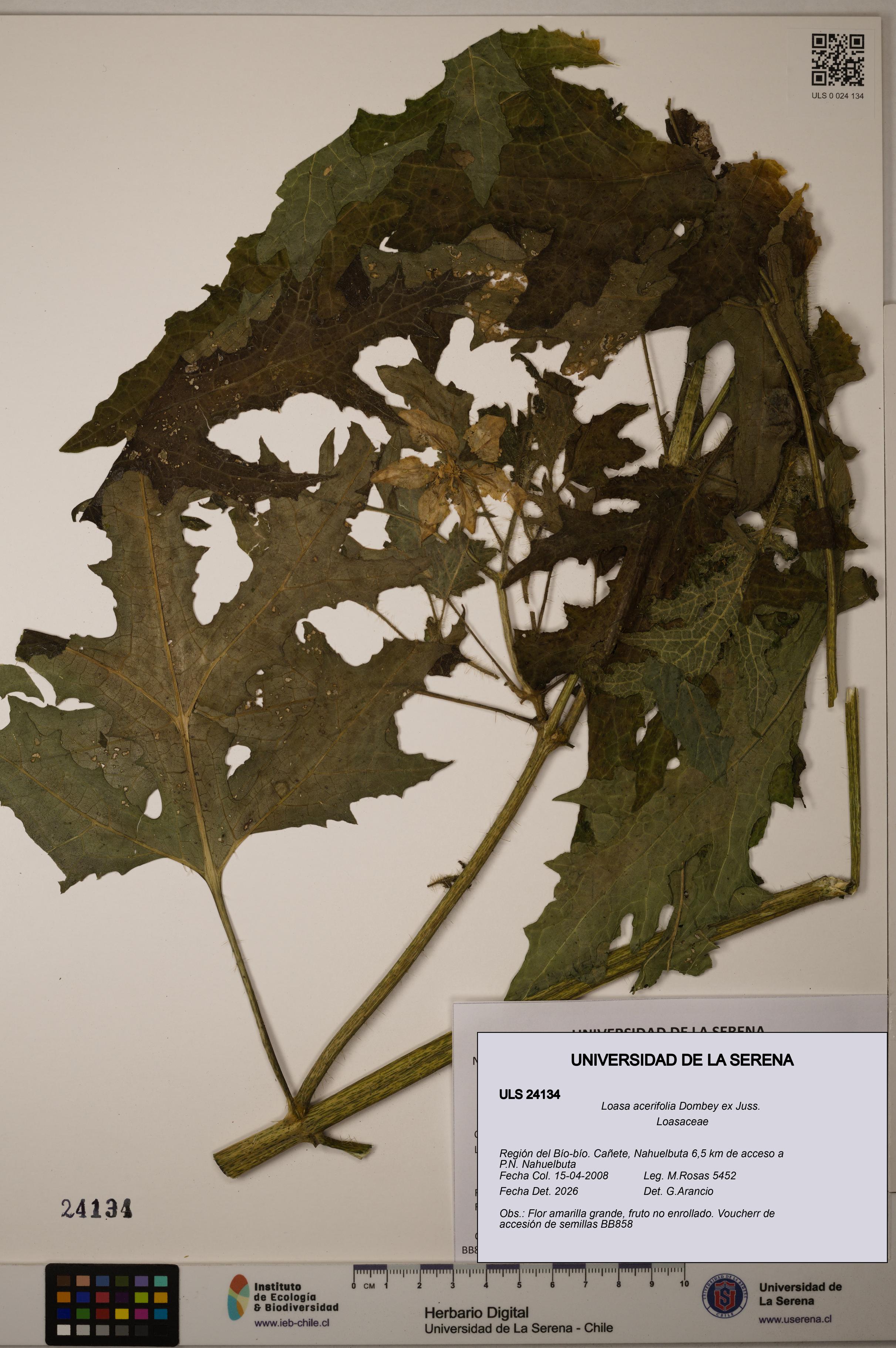 Loasa acerifolia [Espécimen: ULS:ULS:0024134]