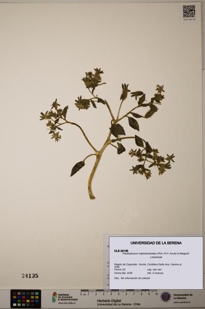 Presliophytum malesherbioides [Espécimen: ULS:ULS:0024135]