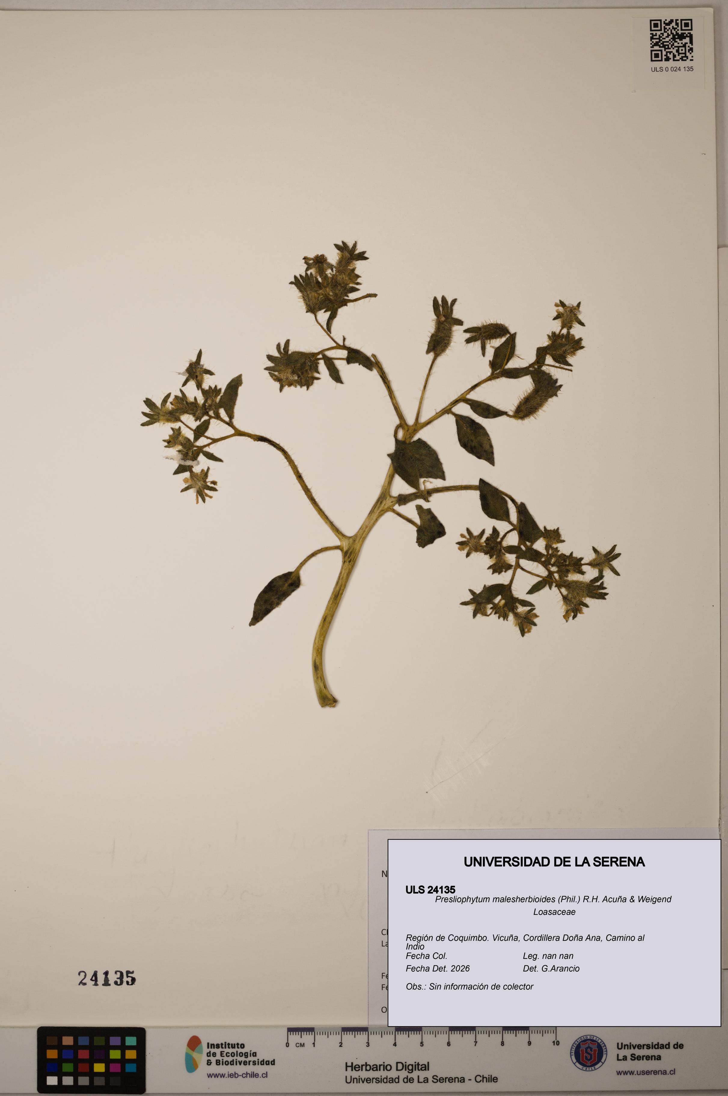 Presliophytum malesherbioides [Espécimen: ULS:ULS:0024135]