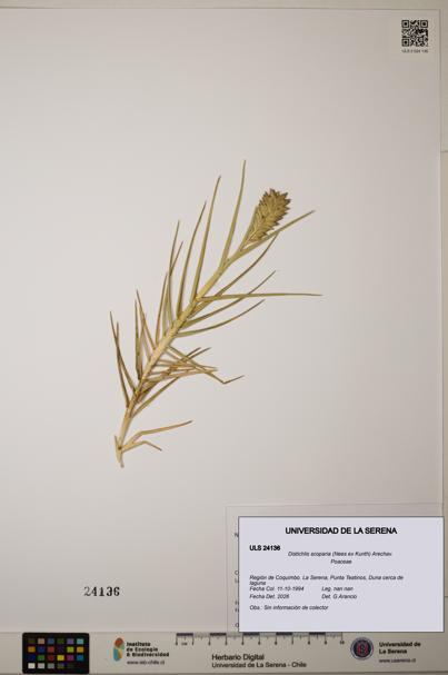 Distichlis scoparia [Espécimen: ]