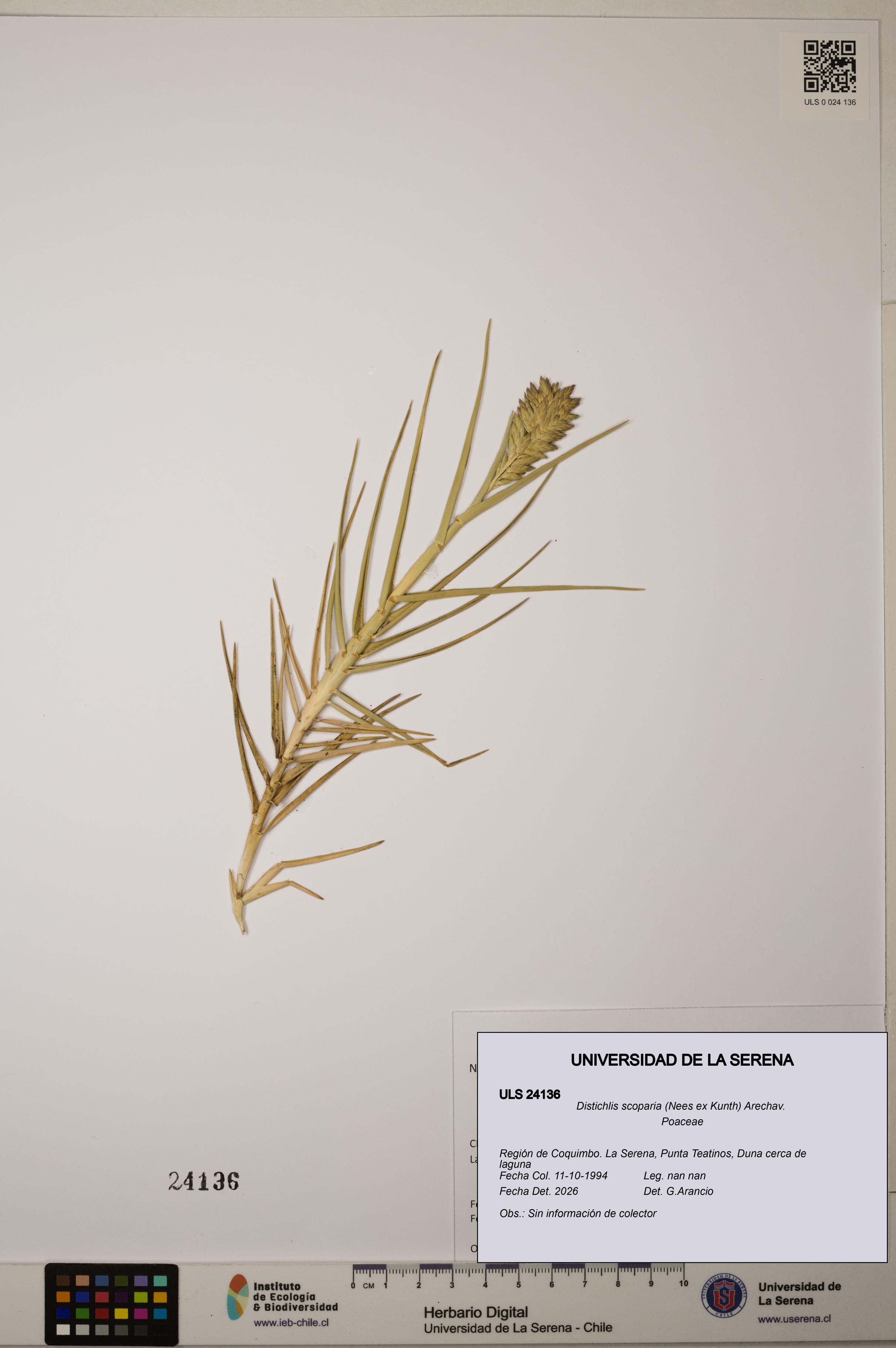 Distichlis scoparia [Espécimen: ]