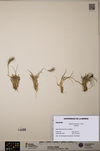 Hordeum comosum [Espécimen: ]