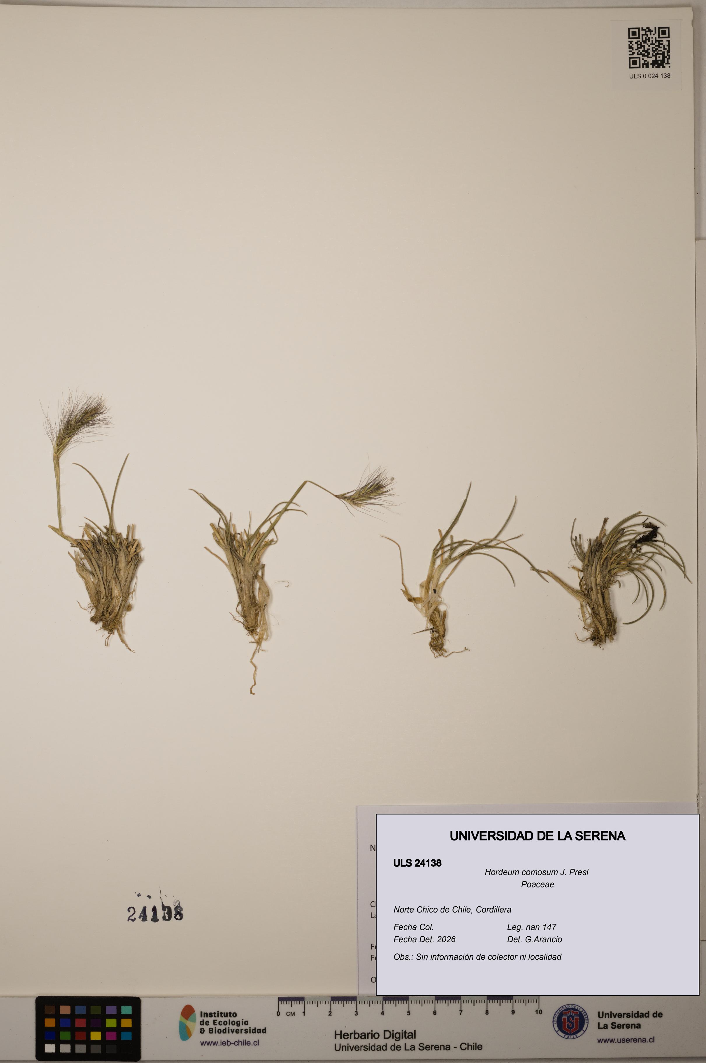 Hordeum comosum [Espécimen: ]