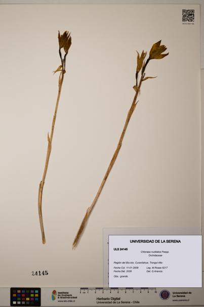 Chloraea nudilabia [Espécimen: ]
