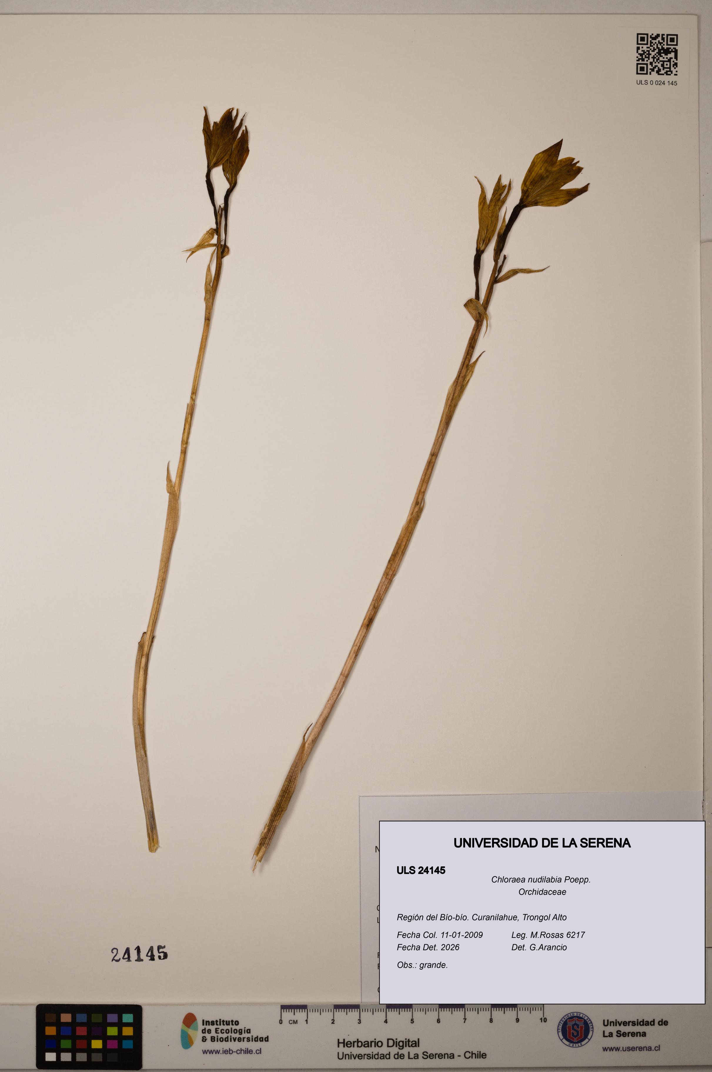Chloraea nudilabia [Espécimen: ]