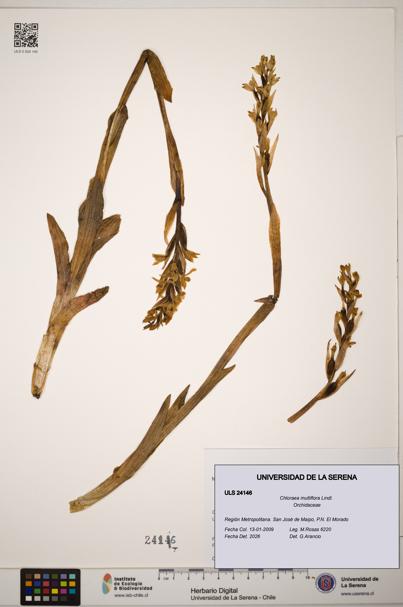 Chloraea multiflora [Espécimen: ]
