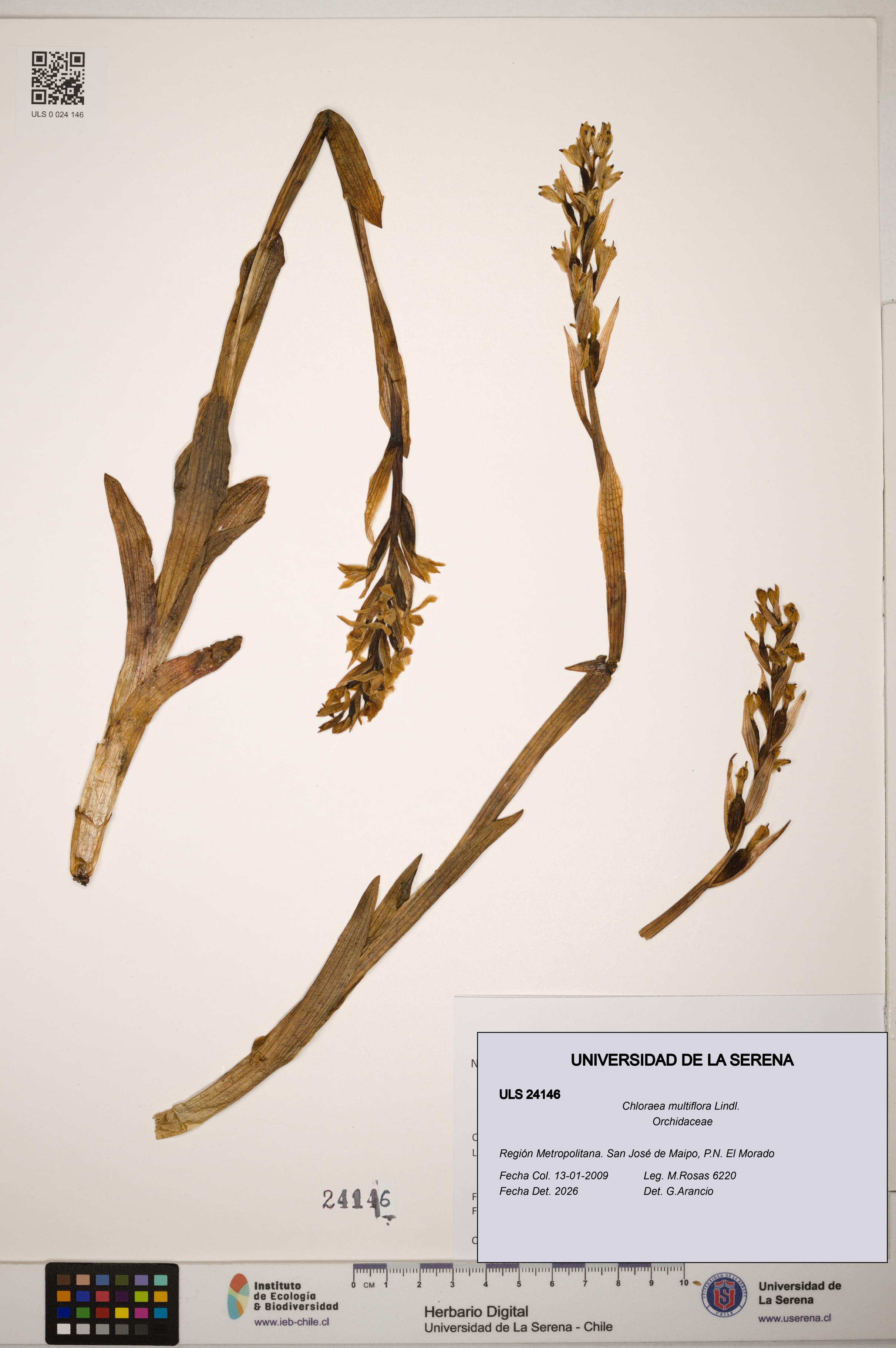 Chloraea multiflora [Espécimen: ]