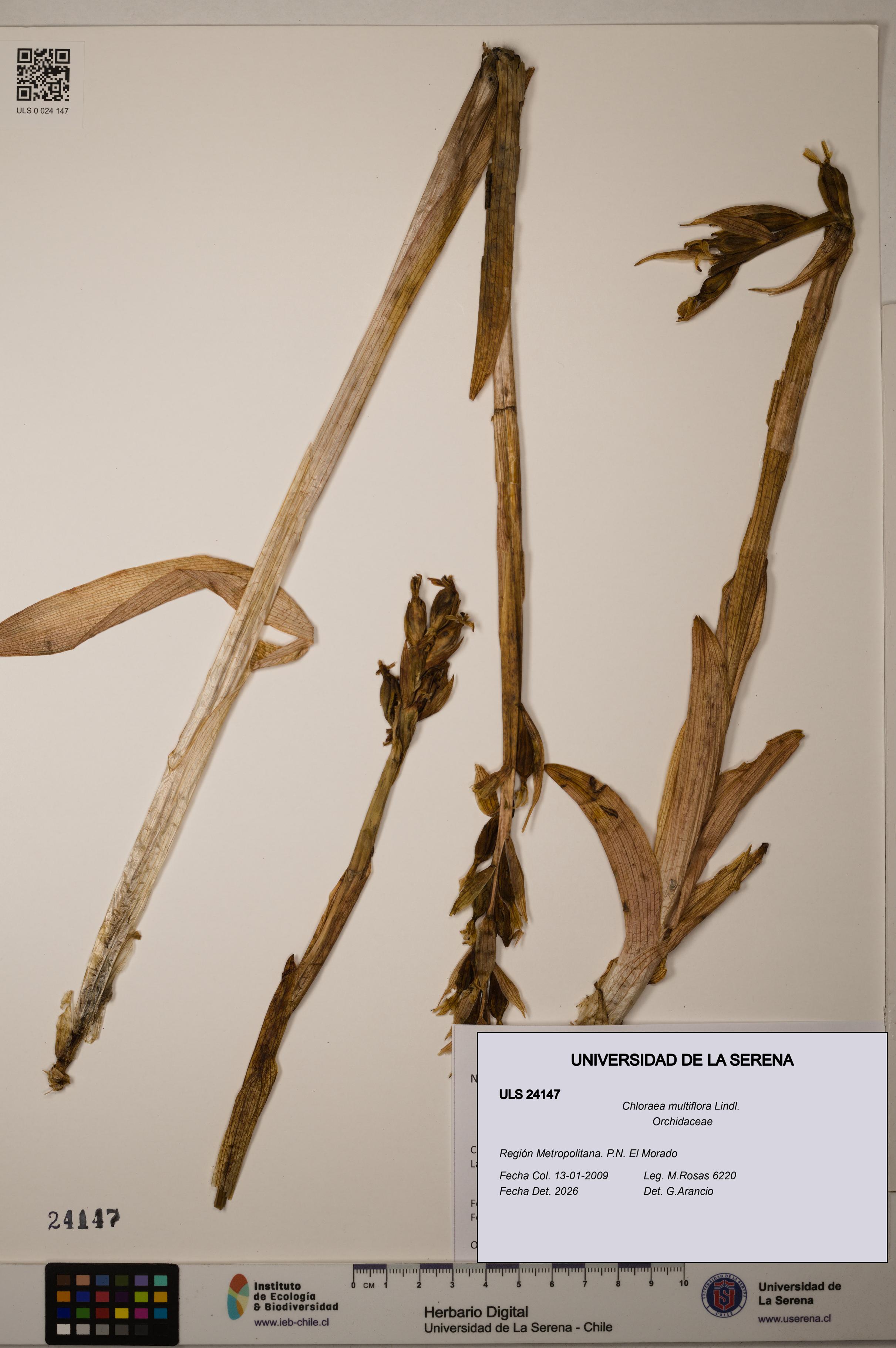 Chloraea multiflora [Espécimen: ]