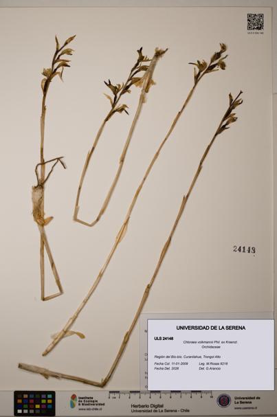 Chloraea volkmannii [Espécimen: ]