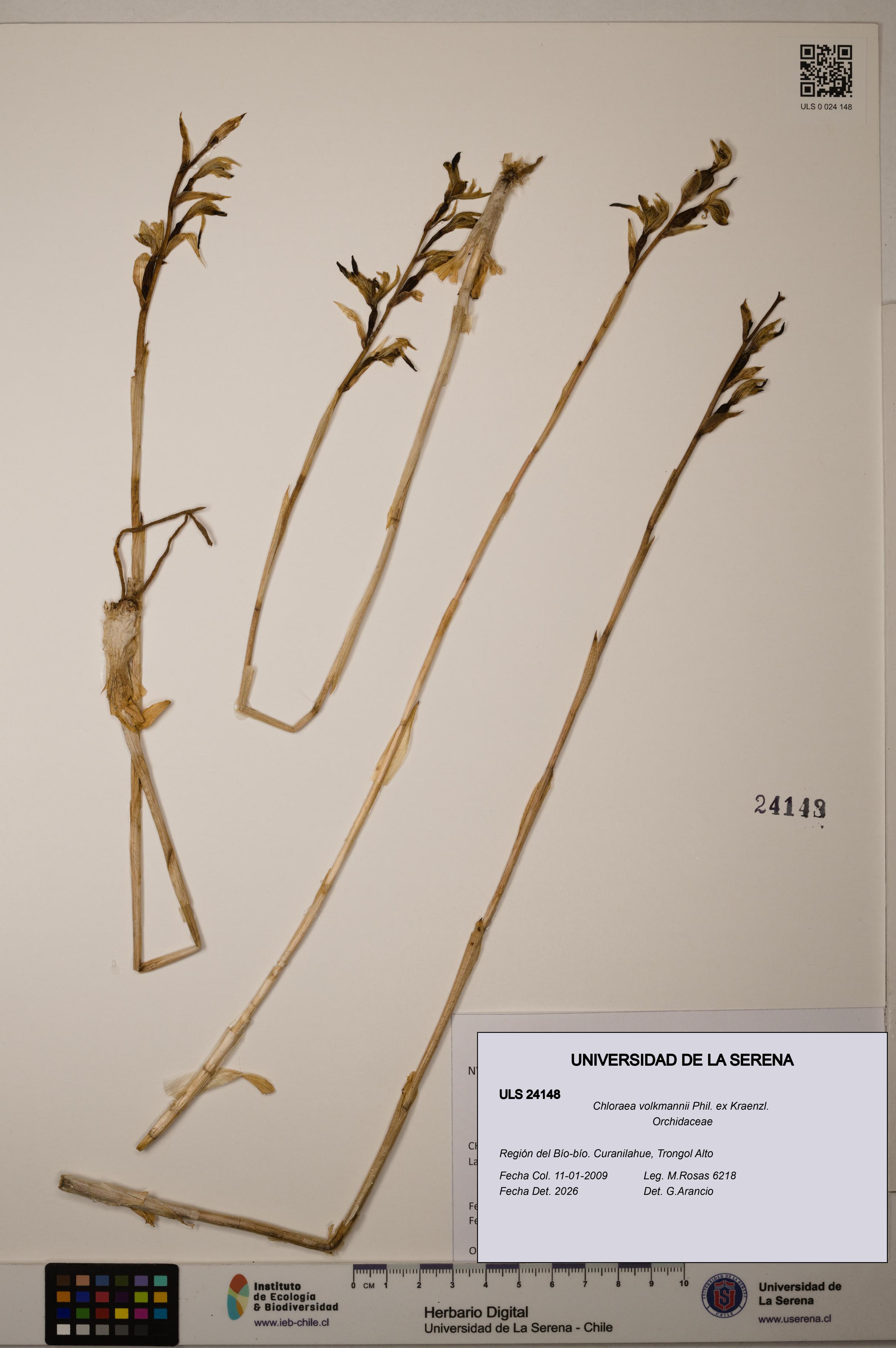 Chloraea volkmannii [Espécimen: ]