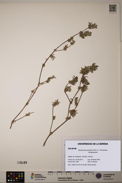 Tiquilia paronychioides [Espécimen: ULS:ULS:0024149]