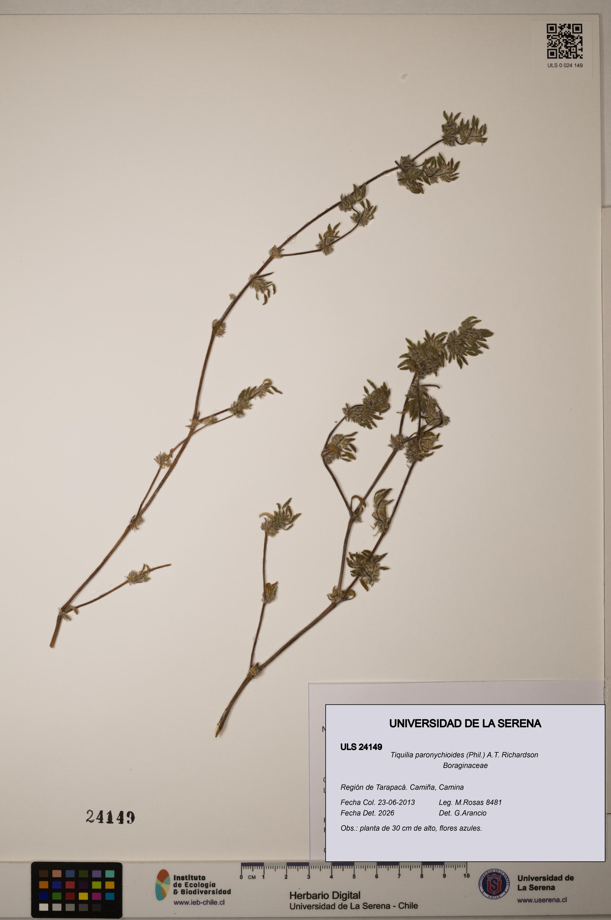 Tiquilia paronychioides [Espécimen: ULS:ULS:0024149]
