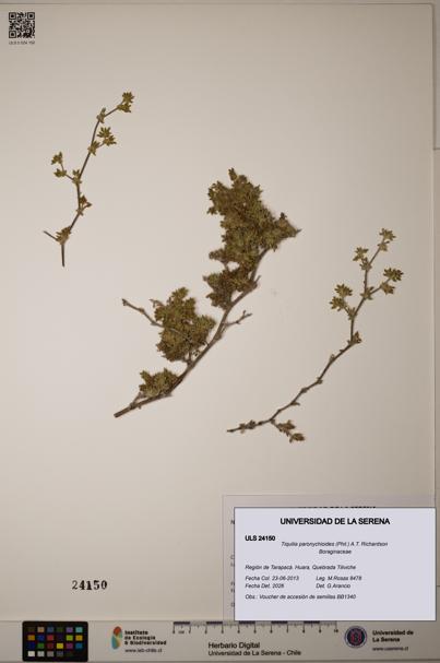 Tiquilia paronychioides [Espécimen: ULS:ULS:0024150]