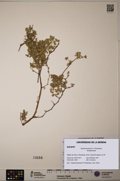 Tiquilia tacnensis [Espécimen: ULS:ULS:0024151]