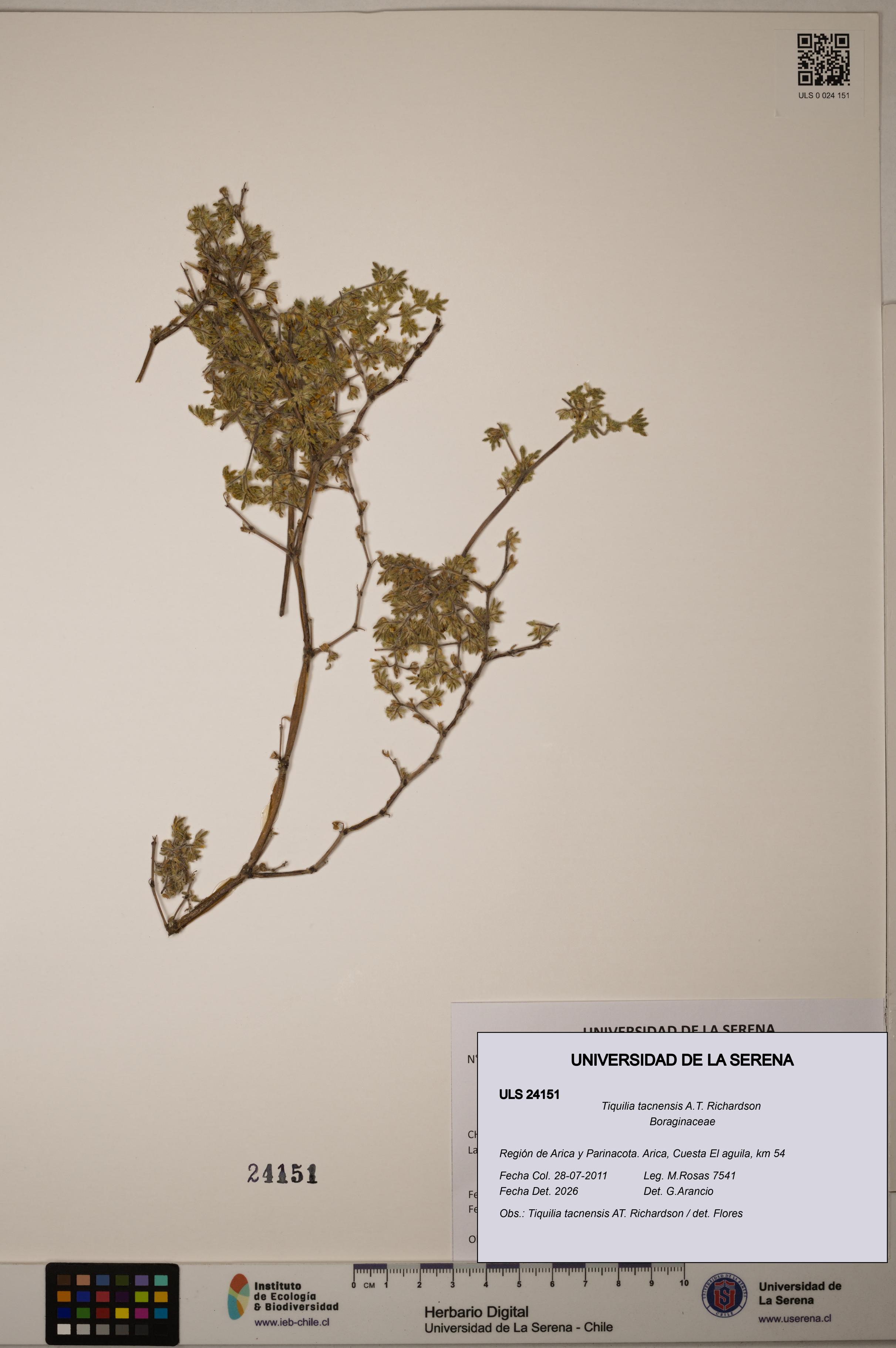 Tiquilia tacnensis [Espécimen: ULS:ULS:0024151]