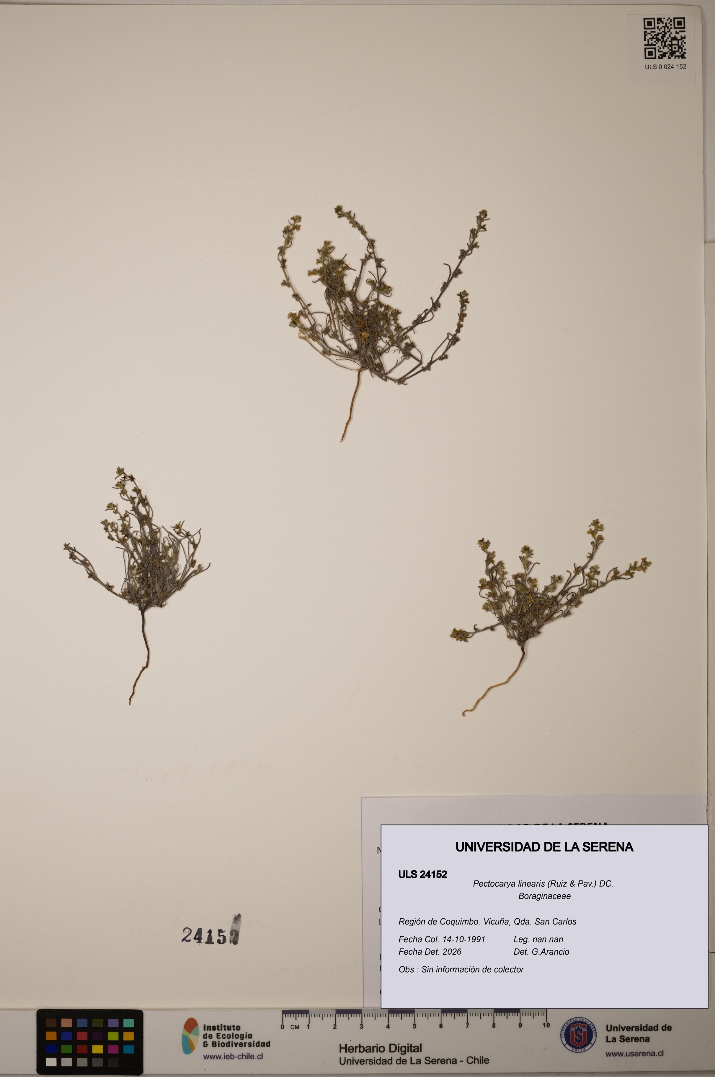 Pectocarya linearis [Espécimen: ULS:ULS:0024152]