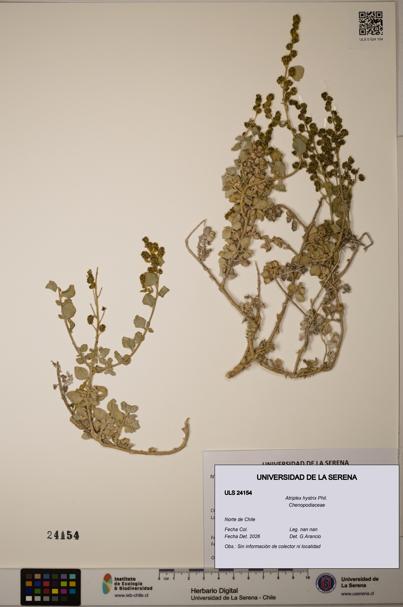 Atriplex hystrix [Espécimen: ]