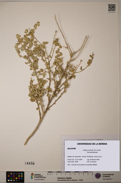 Atriplex clivicola [Espécimen: ]