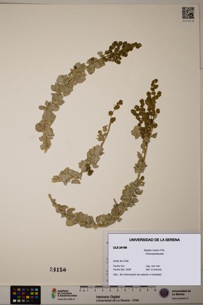 Atriplex hystrix [Espécimen: ]