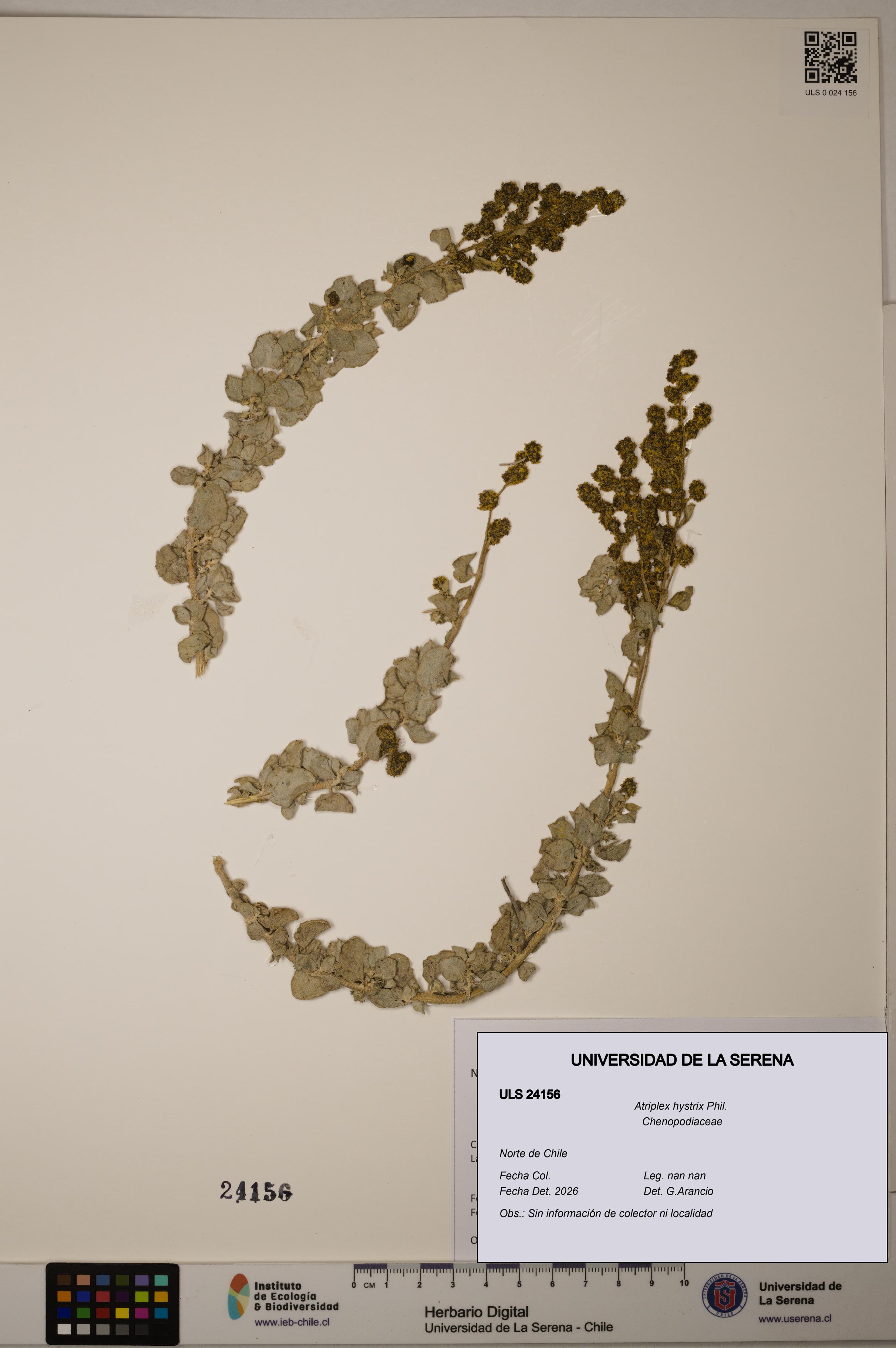 Atriplex hystrix [Espécimen: ]