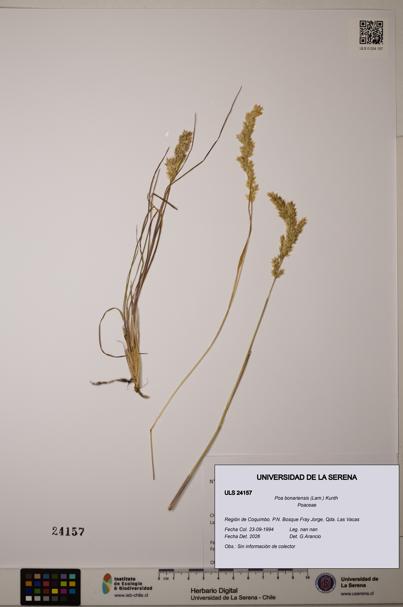 Poa bonariensis [Espécimen: ]