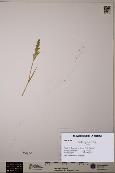Poa bonariensis [Espécimen: ]