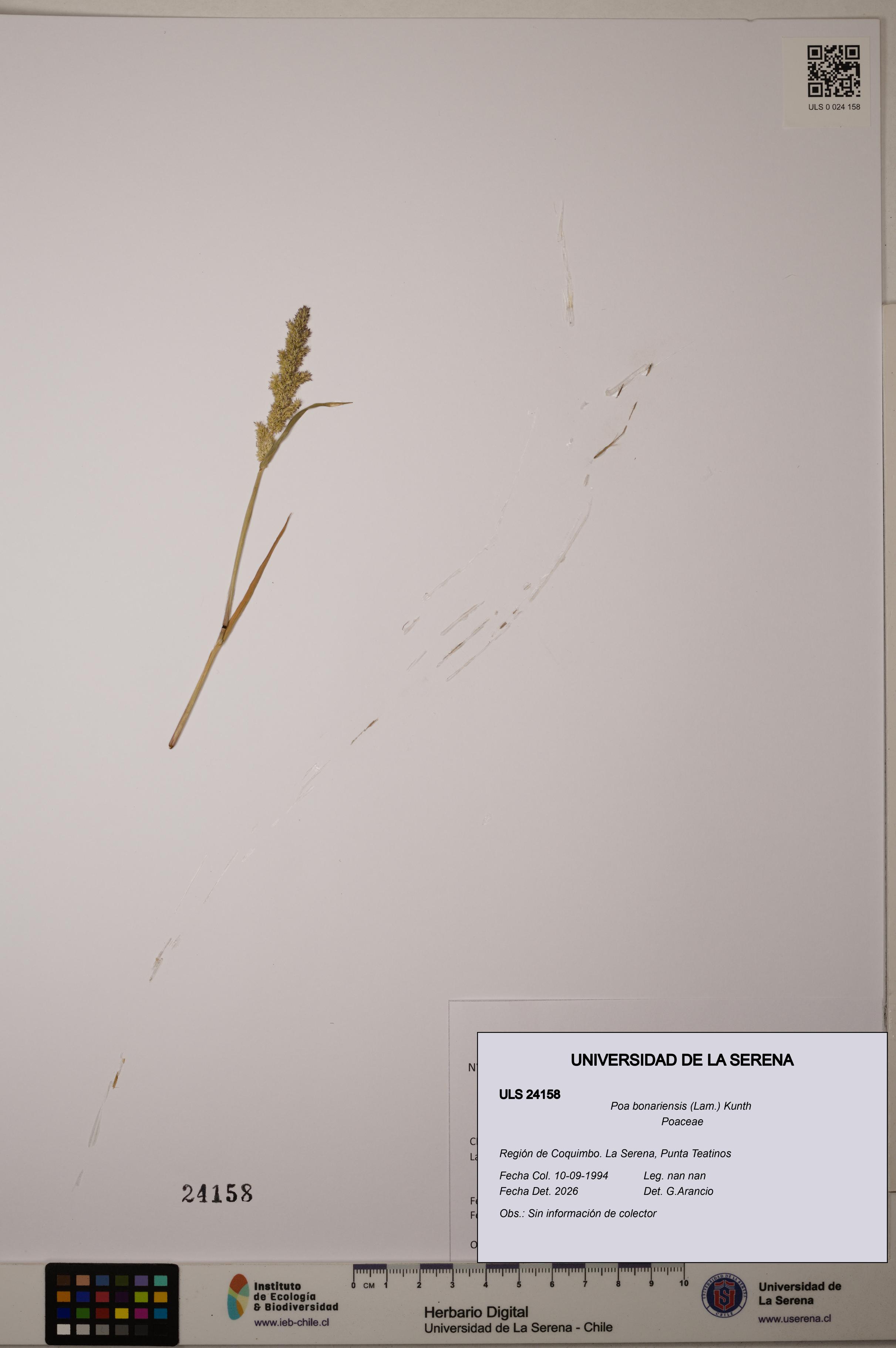 Poa bonariensis [Espécimen: ]