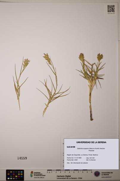 Distichlis scoparia [Espécimen: ]