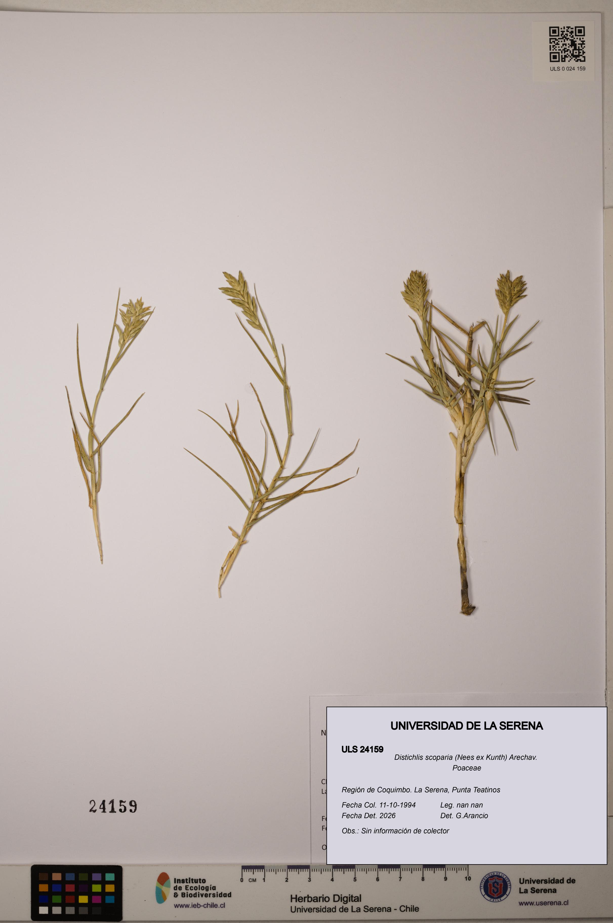 Distichlis scoparia [Espécimen: ]