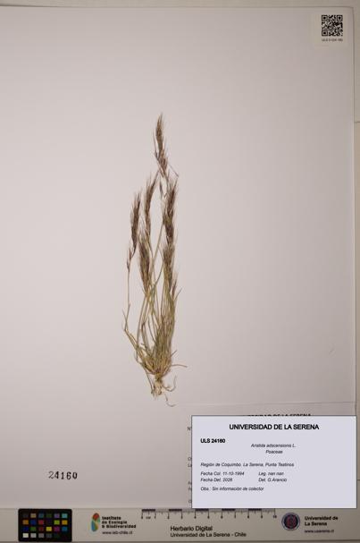 Aristida adscensionis [Espécimen: ]