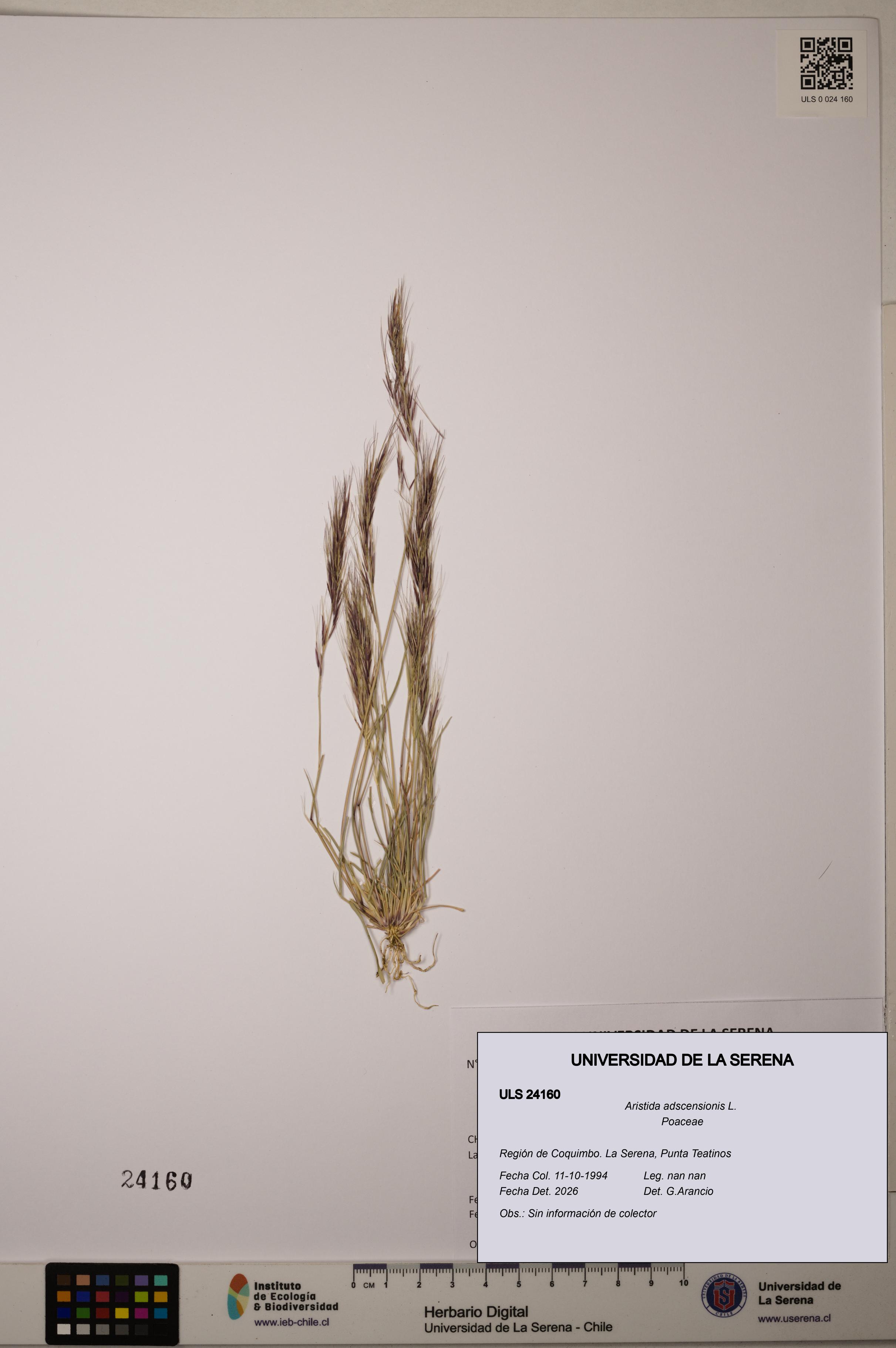 Aristida adscensionis [Espécimen: ]